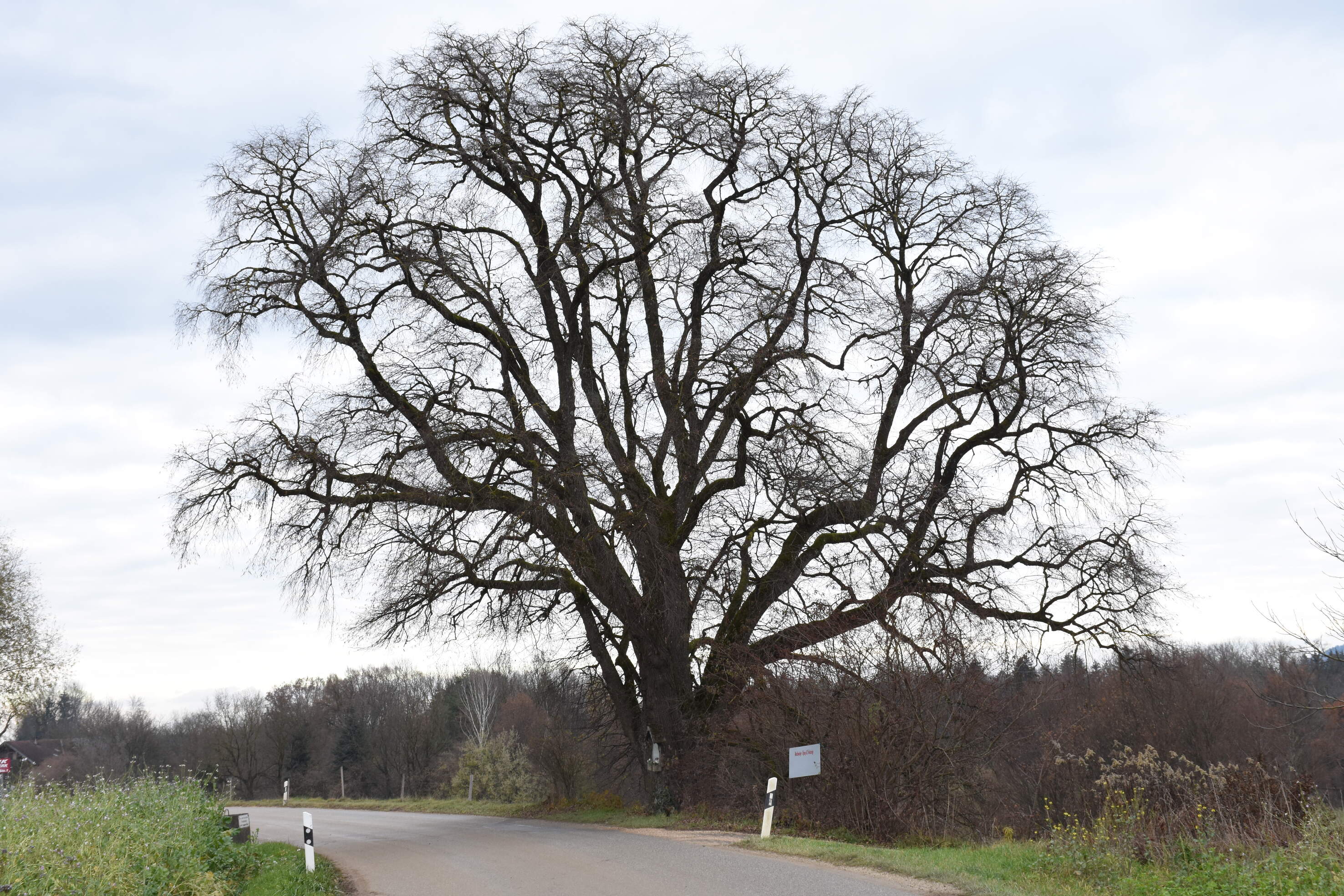 FMT Pictures Landkreis Berchtesgadener Land Stellt Zwei Winterlinden